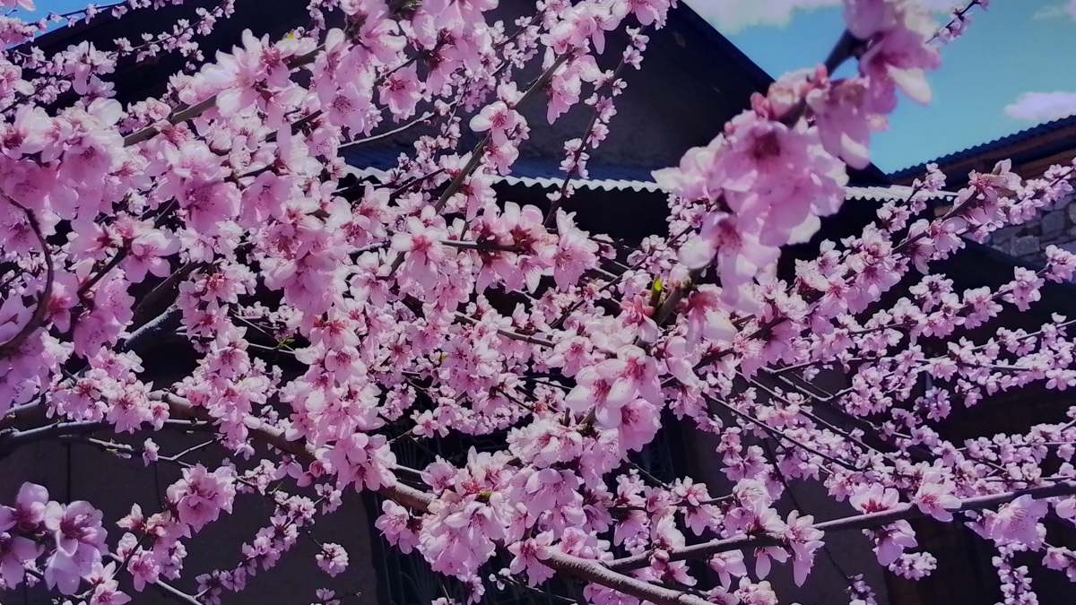 वसन्त ऋतु र आरुको फूल